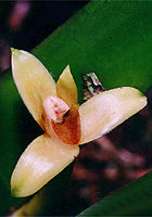 maxillaria