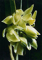 epidendrum