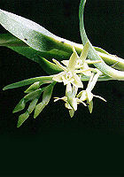 epidendrum