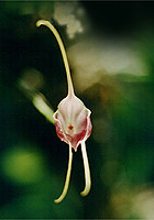 masdevallia