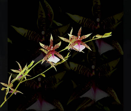 click here to see a close-up photo of this orchid