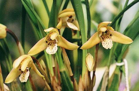 Maxillaria sp.Photo:Sergio Araujo