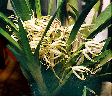 Maxillaria ochroleuca.Photo:Sergio Araujo