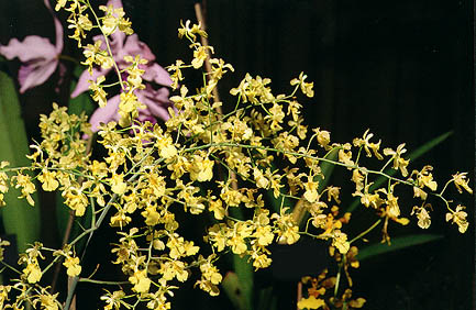 Oncidium unicornum.Photo:Sergio Araujo