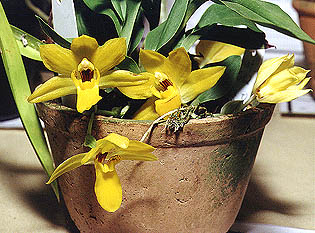 Promenaea xanthina.Photo:Sergio Araujo