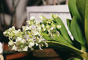 Ornithocephallus grandiflora.Photo:Sergio Araujo