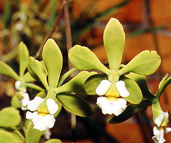 Enciclya albo-xanthina.Photo:Sergio Araujo