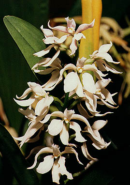 Epidendrum allemanoides.Photo:Sergio Araujo