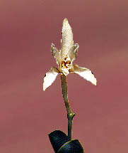 Laelia lilliputana.Photo:Sergio Araujo