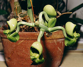Catasetum atratum.Photo:Sergio Araujo
