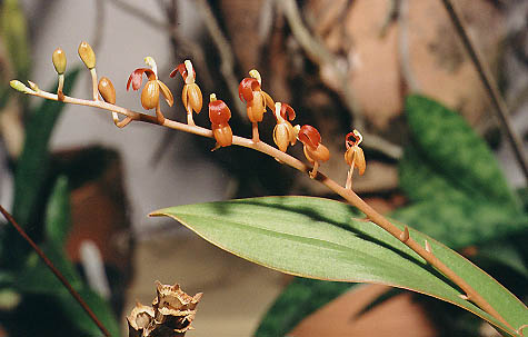 Liparis rhodridila.Photo:Sergio Araujo