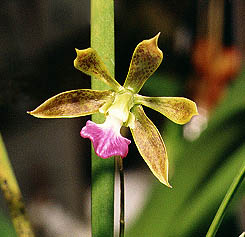 Encyclia bracteata.Photo:Sergio Araujo