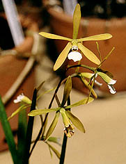 Encyclia lingarigolioide.Photo:Sergio Araujo