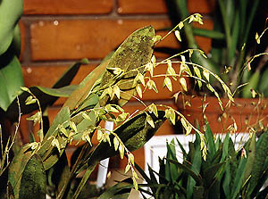 Pleurothalis sp..Photo:Sergio Araujo