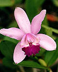 Cattleya intermedia. Photo:Sergio Araujo
