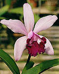 Cattleya intermedia. Photo:Sergio Araujo