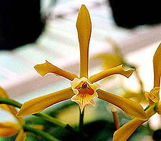 Laelia xanthina. Photo:Sergio Araujo