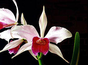 Laelia purpurata.Photo:Sergio Araujo