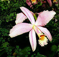 Laelia jongheana. Photo:Sergio Araujo