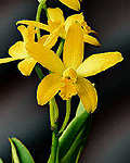 Laelia briegeri. Photo:Sergio Araujo