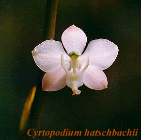 Cyrtopodium hatschbachii