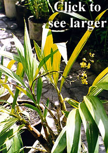 Cyrtopodium paranaense