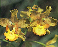 Cyrt. poemilum var. fulvum