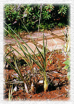 Cyrtopodium cultivation at IBAMA
