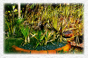 Cultivo de Cyrtopodium no IBAMA