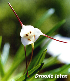 Photo: Raimundo Mesquita