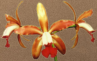 Cattleya extricata González