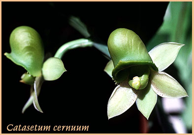 foto/photo: Carlos Ivan