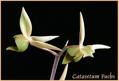 foto/photo: Carlos Ivan