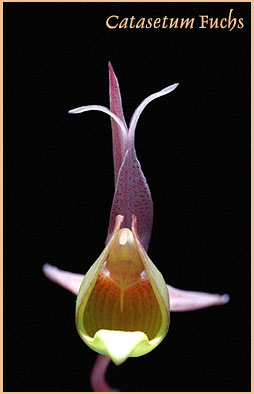 foto/photo: Carlos Ivan