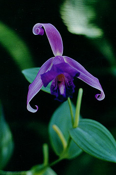 C. libonii - Photo/Foto: M.Penha Fagnani