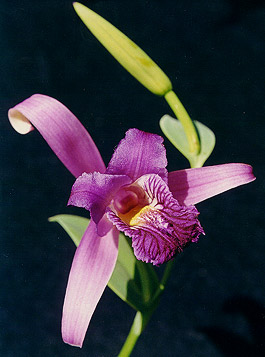 C. macrantha. Photo/Foto: M.Penha Fagnani