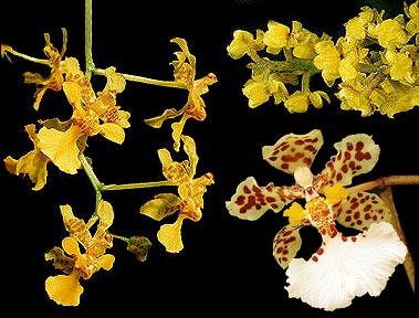 Mix Oncidium. Photo and assemblage: Sergio Araujo