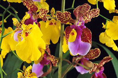 O. aloha-O. lanci. Photo/Foto: Sergio Araujo