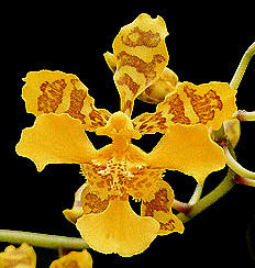 O. ciliatum. Photo/Foto:Sergio Araujo