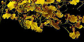 O. flexuosum. Photo/Foto:Sergio Araujo