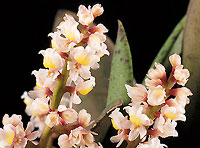 O. morenoi - Photo/Foto:Sergio Araujo