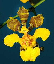 O. ciliatum (arquivo Carlos Eduardo)