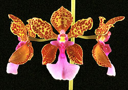 O. lanceanum. Photo/Foto: Sergio Araujo