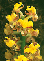 O. pumilum. Photo/Foto:Sergio Araujo