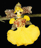 O. montanum. Arquivo/Archive: Carlos Eduardo