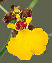 O.spilopterum - Arquivo/Archive: Carlos Eduardo