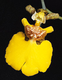 O. maculosum (arquivo Carlos Eduardo)
