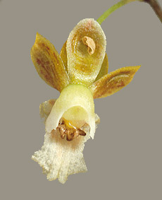 O. kraenzlinianum (arquivo Carlos Eduardo)