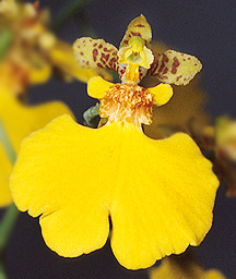 O. martianum (arquivo Carlos Eduardo)