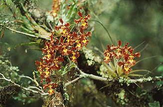 O. praetextum (arquivo Carlos Eduardo)